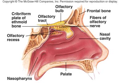 What is the function of the olfactory bulb?