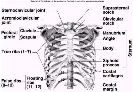 What bones make up the bony thorax?