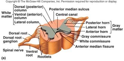 the posterior horns of the spinal cord contain