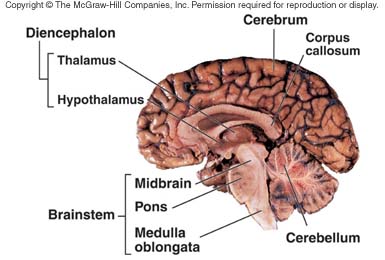 parts of the brain diagram quiz