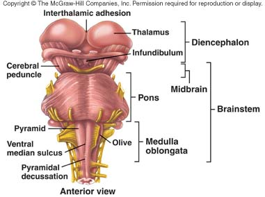 Brain Anatomy and Function Quiz