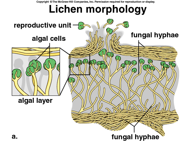 Lichen morphology