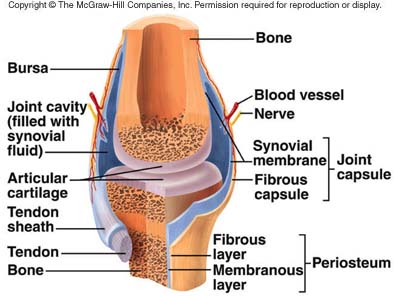 Anatomy of the Knee joint Quiz