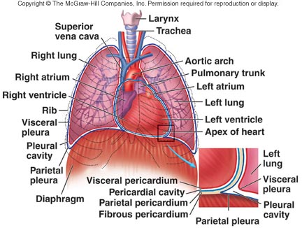 Basic A&P Labelling Human Heart Quiz